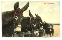 CPA 9 X 14 Humoristique "Nous T'attendons"  Photo D'ânes - Burros