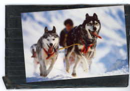 Diapositive Et Photo Originale .  Chiens De Traineaux  , HUSKY ,  MALAMUTE D'ALASKA .. Photos  VINITZKY VLADIMIR   1987 - Places