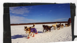 Diapositive Et Photo Originale .  Chiens De Traineaux  , HUSKY ,  MALAMUTE D'ALASKA .. Photos  VINITZKY VLADIMIR   1987 - Places