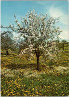 Arbre En Fleurs  ( Pommier ) - Trees