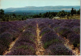 Champ De Lavande.   1975. - Flowers