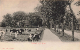 Egmond Aan De Hoef Koeien OB2056 - Sonstige & Ohne Zuordnung