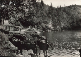 FRANCE - Environs De  Mont Dore Sancy - Lac Pavin - Carte Postale - Le Mont Dore