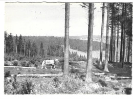 Allemagne - NEUSTADT - Am Rennsteig - Holzschieifen  (débardage Du Bois Avec Un Cheval) - Neustadt (Weinstr.)