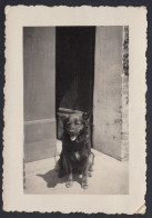 Italia 1930 - Un Cane In Posa - Fotografia D'epoca - Vintage Photo - Places