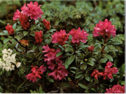 Rhododendron Ferrugineux. - Flowers