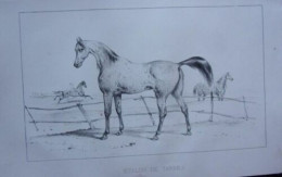 LITHOGRAPHIE DE VICTOR ADAN 1856 CHEVAUX ETALON DE TARBES - Autres & Non Classés