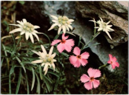 Edelweiss Pied De Lion Oeillet De Rocher. - Flowers