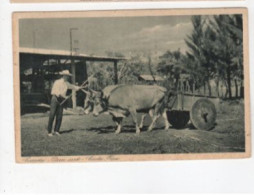 COSTA RICA Carreta1939 Correo Aereo - Costa Rica