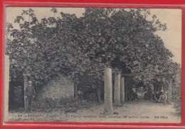 Carte Postale 29. Roscoff  Arbre  Le Figuier Ségulaire  Très Beau Plan - Roscoff