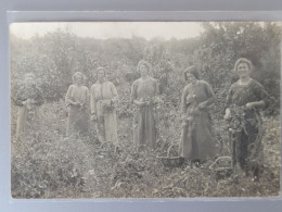 Carte Photo , Femmes à La Récolte De Fruits Ou Légumes - Landwirtschaftl. Anbau