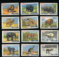 Meurisse - Ca 1930 - 1 - Les Animaux Sauvages, Wild Animals - Full Serie - Sonstige & Ohne Zuordnung