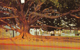 Santa Barbara Moreton Bay Fig Tree Ngl #114.652 - Autres & Non Classés