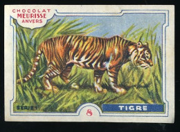 Meurisse - Ca 1930 - 1 - Les Animaux Sauvages, Wild Animals - 8 - Tigre, Tiger - Sonstige & Ohne Zuordnung