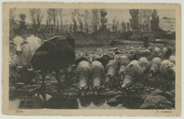 BESTIAME MUCCHE E PECORE  AL FIUME -FORMATO PICCOLO-VIAGG.1932 DA FERRARA - Crías