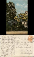 Ansichtskarte  Stimmungsbild: Frühling Baumblüte Haus 1918 - Other & Unclassified