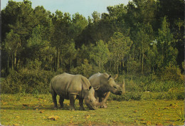 Spanien - Mallorca - Safari Ruhe - Nashörner - Rhinoceros - Nice Stamp - Mallorca