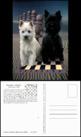 Ansichtskarte  Motivkarte Thema Schach (Chess) 2 Hunde Auf Schachbrett 1998 - Contemporary (from 1950)