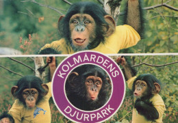 SCIMMIA Animale Vintage Cartolina CPSM #PBS027.A - Scimmie