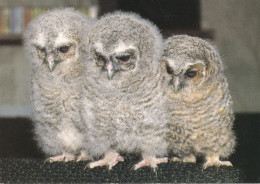 Owl - Hibou - Uil - Eule - Gufo - Coruja - Búho - Bird - Oiseaux