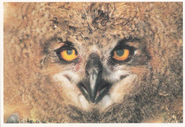 Bird - Oiseau - Vogel - Uccello - Pássaro - Pájaro - Great Horned Owl - Bubo Bubo - Oiseaux