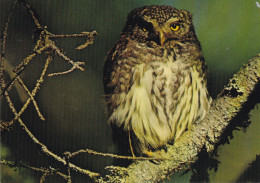 Owl - Hibou - Uil - Eule - Gufo - Coruja - Búho - Varpuspöllö - Sparrow Owl - Glaucidium Passerinum - Oiseaux