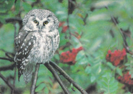 Owl - Hibou - Uil - Eule - Gufo - Coruja - Búho - Animal - Fauna - Helmipöllö - Boreal Owl - Aegolius Funereus - Oiseaux