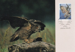 Owl - Hibou - Uil - Eule - Gufo - Coruja - Búho - Huuhkaja - Owl - Bubo Bubo - Maximum Postcard - Maxicard - Oiseaux