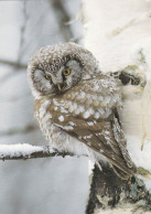 Owl - Hibou - Uil - Eule - Gufo - Coruja - Búho - Helmipöllö - Boreal Owl - Aegolius Funereus - Oiseaux