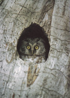 Owl - Hibou - Uil - Eule - Gufo - Coruja - Búho - Helmipöllö - Boreal Owl - Aegolius Funereus - Oiseaux