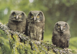 Owl - Hibou - Uil - Eule - Gufo - Coruja - Búho - Helmipöllö - Boreal Owl - Aegolius Funereus - Ringed Seal Logo - Oiseaux