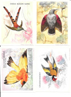 KB1970 - IMAGES BISCOTTES CLEMENT - CHARDONNERET - PARADISIER - OISEAU MOUCHE SAPHO - TICHODROME - Andere & Zonder Classificatie