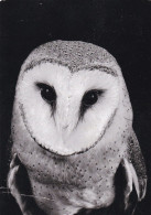 Owl - Hibou - Uil - Eule - Gufo - Coruja - Búho - Animal - Fauna - Tornipöllö - Barn Owl - Tyto Alba - Oiseaux