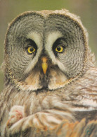 Owl - Hibou - Uil - Eule - Gufo - Coruja - Búho - Owl - Tawny Owl Or Lapland Owl - Oiseaux