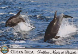 Dolphins Animals Vintage Postcard CPSM #PBS665.GB - Delfini