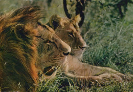 LION Animals Vintage Postcard CPSM #PBS042.GB - Leones