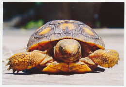 Postal Stationery China 2006 Turtle - Tortoise - Sonstige & Ohne Zuordnung