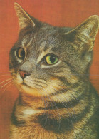 GATO GATITO Animales Vintage Tarjeta Postal CPSM Unposted #PAM187.ES - Cats