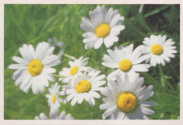 FLEURS Vintage Carte Postale CPSM #PBZ695.FR - Blumen