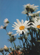 FLEURS Vintage Carte Postale CPSM #PBZ635.FR - Flowers