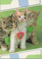 CHAT CHAT Animaux Vintage Carte Postale CPSM #PAM562.FR - Gatos