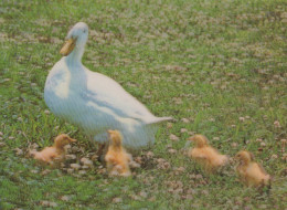 VOGEL Tier Vintage Ansichtskarte Postkarte CPSM #PAM757.DE - Birds