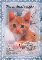 GATTO KITTY Animale Vintage Cartolina CPSM #PBQ793.IT - Cats