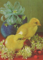 PASQUA POLLO UOVO Vintage Cartolina CPSM #PBO745.IT - Easter