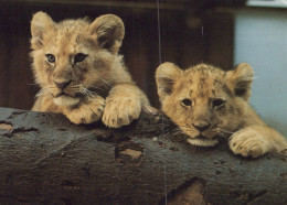 LEONE GRANDE GATTO Animale Vintage Cartolina CPSM #PAM003.IT - Lions