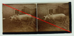 Photo Sur Plaque De Verre, Cour, Ferme, Animaux, Chien, Cochon, Maison, Années 1930. - Glasdias