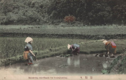 JAPON REMOVING RICE SHOOTS FOR TRANSPLANTING CPA BON ETAT - Autres & Non Classés