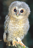 Owl - Hibou - Uil - Eule - Gufo - Coruja - Búho - Owl - Lehtopöllö - Tawny Owl - Strix Aluco - Oiseaux