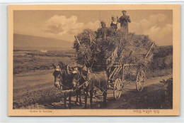 ISRAEL - Harvest In Galilee - Publ. Bendov  - Israele