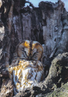 Owl - Hibou - Uil - Eule - Gufo - Coruja - Búho - Owl - Lehtopöllö - Tawny Owl - Strix Aluco - Uccelli